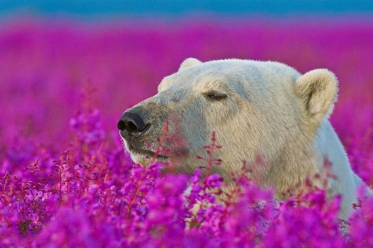 Виявляється білим ведмедям подобаються не лише снігові замети, але й поля з квітами. Особливо іван-чай.