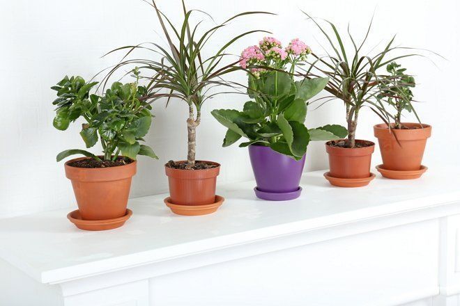 Як правильно розмістити кімнатні рослини в інтер'єрі квартири. Не варто купувати нову рослину в будинок, якщо у вашій квартирі немає можливості забезпечити їй комфортні умови.