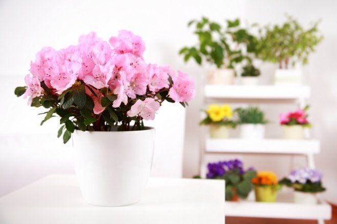 Як правильно розмістити кімнатні рослини в інтер'єрі квартири. Не варто купувати нову рослину в будинок, якщо у вашій квартирі немає можливості забезпечити їй комфортні умови.