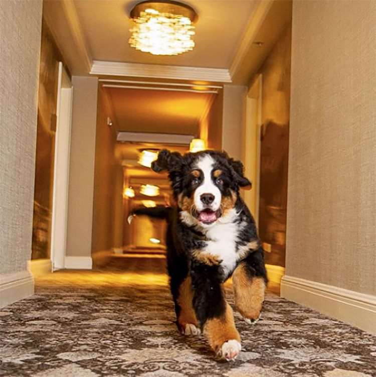 Незвичайний співробітник одного з готелів Колорадо на ім'я Кітті. Перша і єдина собака, яка удостоїлася честі проживати у цьому готелі.