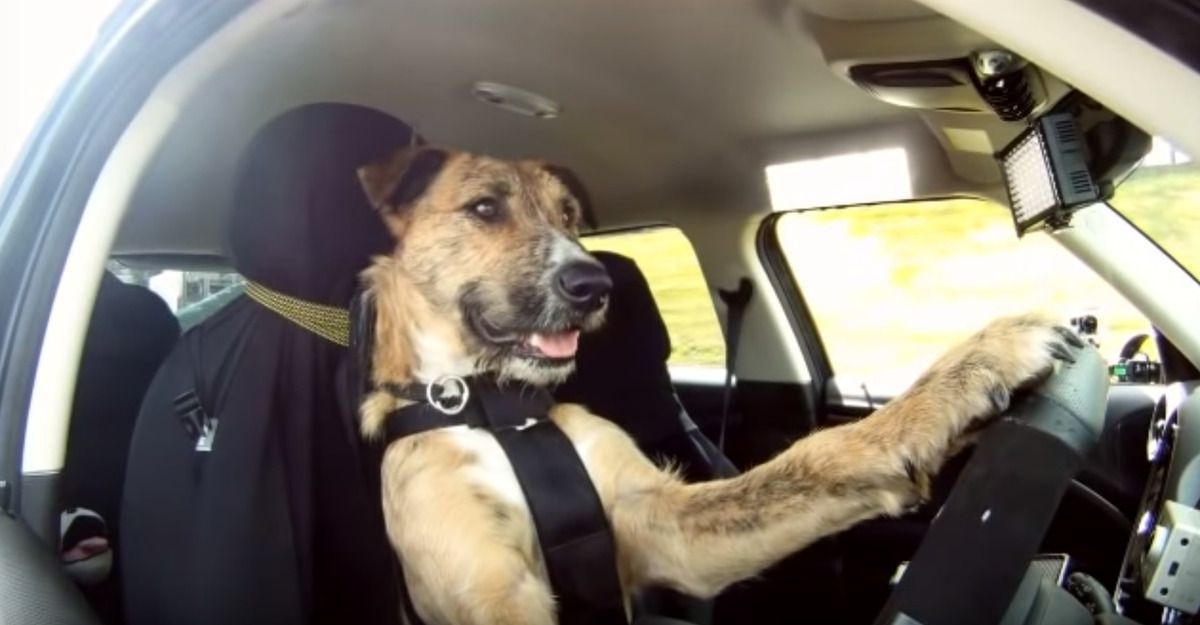 Пес закінчив курси водіння і сів за кермо! Приголомшливо розумна собака. Відео просто супер — собака веде машину, причому сама, навіть без підстраховки з боку «інструктора».