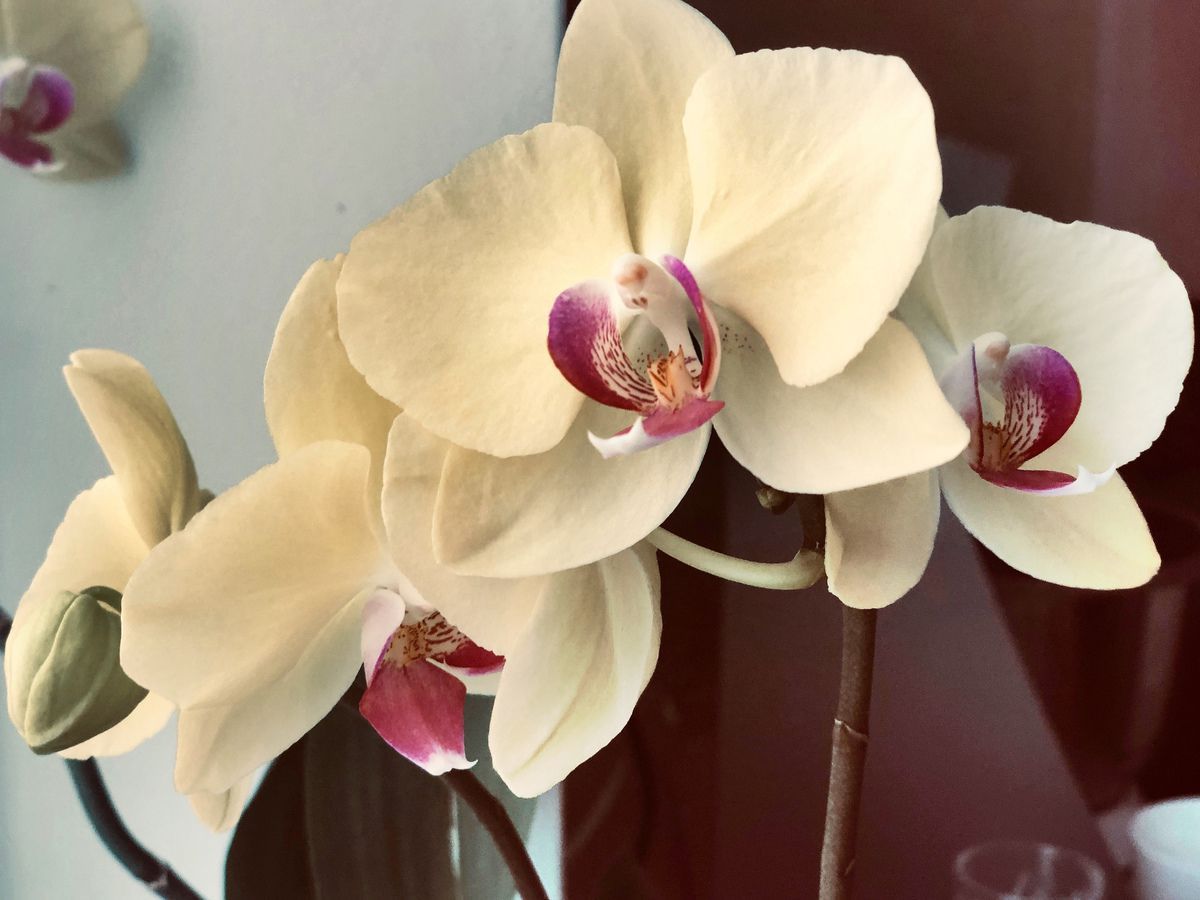 Орхідея — не тільки ніжна квітка, а і сильний жіночій оберіг. Допомагає від багатьох проблем!