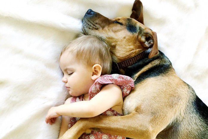 5 головних причин завести собаку, якщо у вас є дитина. Взаємостосунки дитини і собаки тільки найкращим чином вплинуть на майбутнє вашого малюка.
