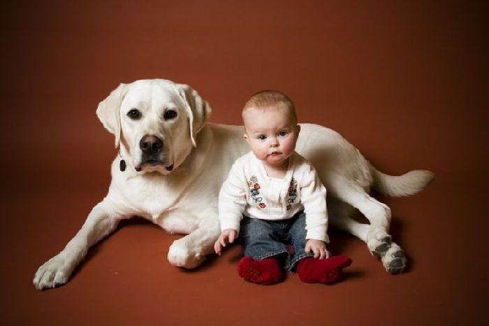 5 головних причин завести собаку, якщо у вас є дитина. Взаємостосунки дитини і собаки тільки найкращим чином вплинуть на майбутнє вашого малюка.