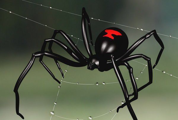 В Африці знайшли найбільш небезпечного павука у світі. Вчені дали ім'я павуку Phinda Button.