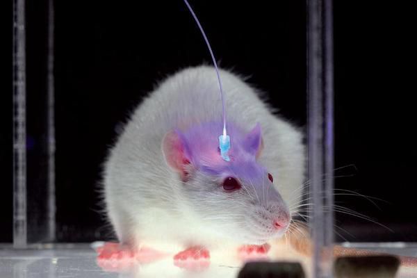 Вчені змогли виростити ампутовані пальці у мишей. Це відкриття наближає нас до того дня, коли ми зможемо відновити ампутовані кінцівки у людей.