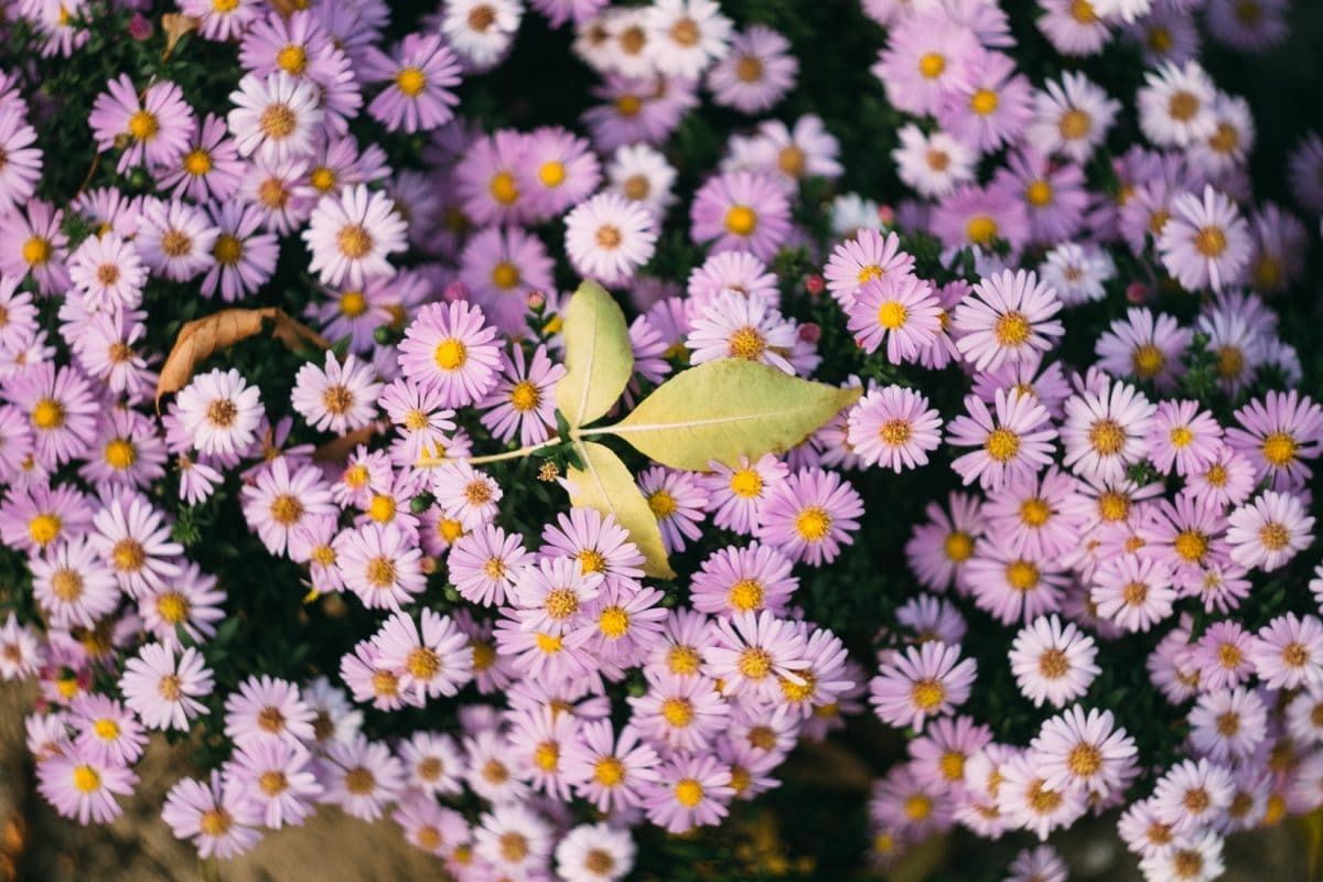 Алергікам на замітку: небезпечні квіти для вашого саду. Незважаючи на красу квітів, деякі з них можуть бути потенційно небезпечними для тих, хто страждає від алергії.