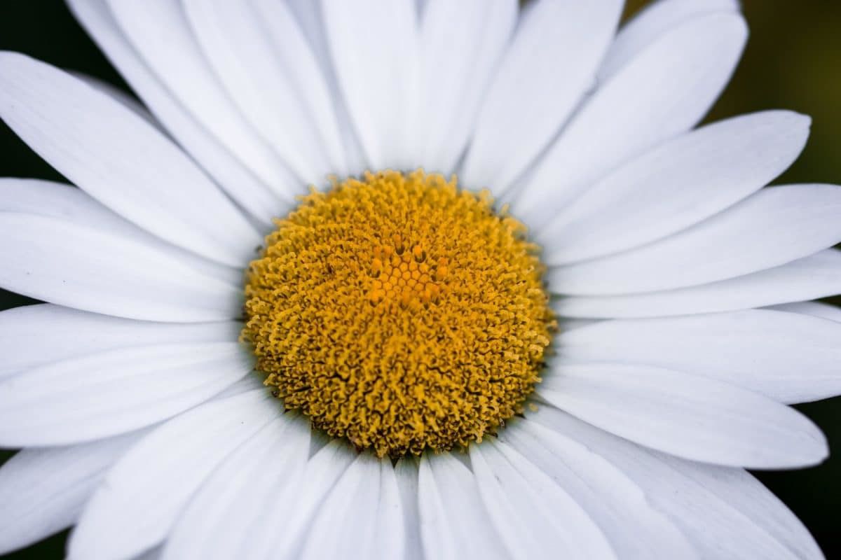 Алергікам на замітку: небезпечні квіти для вашого саду. Незважаючи на красу квітів, деякі з них можуть бути потенційно небезпечними для тих, хто страждає від алергії.