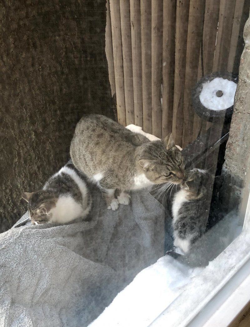 Відчайдушна мати в мороз принесла кошенят до людей, і тільки через рік повернулася. Бездомна кішка заглядала у вікно будинку, намагаючись врятувати від морозу свої маленькі грудочки.
