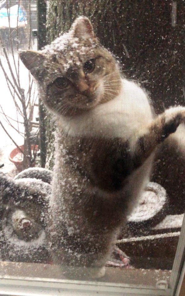 Відчайдушна мати в мороз принесла кошенят до людей, і тільки через рік повернулася. Бездомна кішка заглядала у вікно будинку, намагаючись врятувати від морозу свої маленькі грудочки.