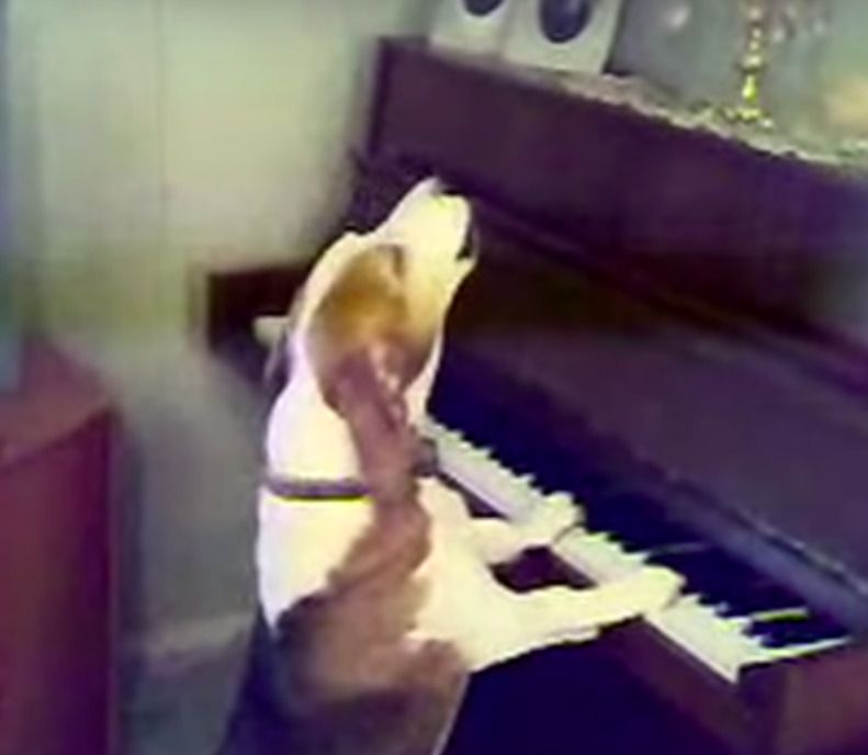 Подивіться як пес грає на піаніно і чудово співає!. Неможливо повірити своїм очам!