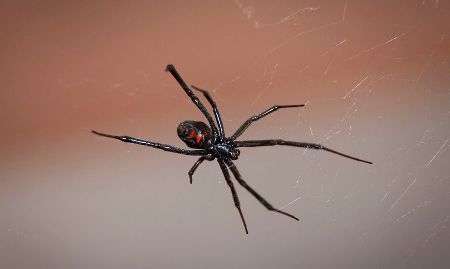 Павук в будинку: добрим прикметам радіємо, погані відводимо. Знайшли павука в міській квартирі або будинку? Подивимося, як витлумачити цю подію з точки зору прикмет.