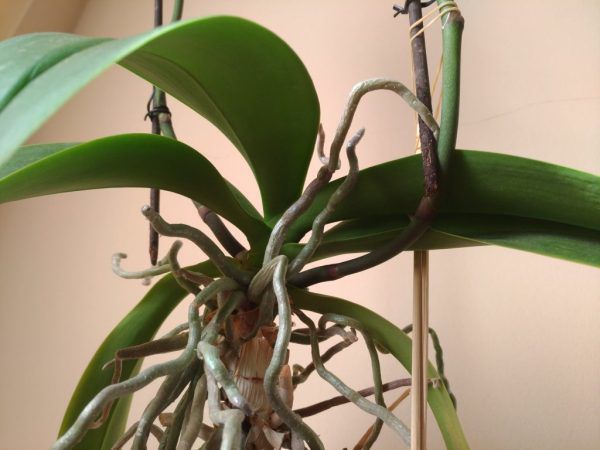 Повітряне коріння орхідеї: причина появи, поширені проблеми та функції. З сьогоднішньої статті ви дізнаєтеся, що робити з повітряними коренями орхідеї, адже це питання виникає у кожного квітникаря.