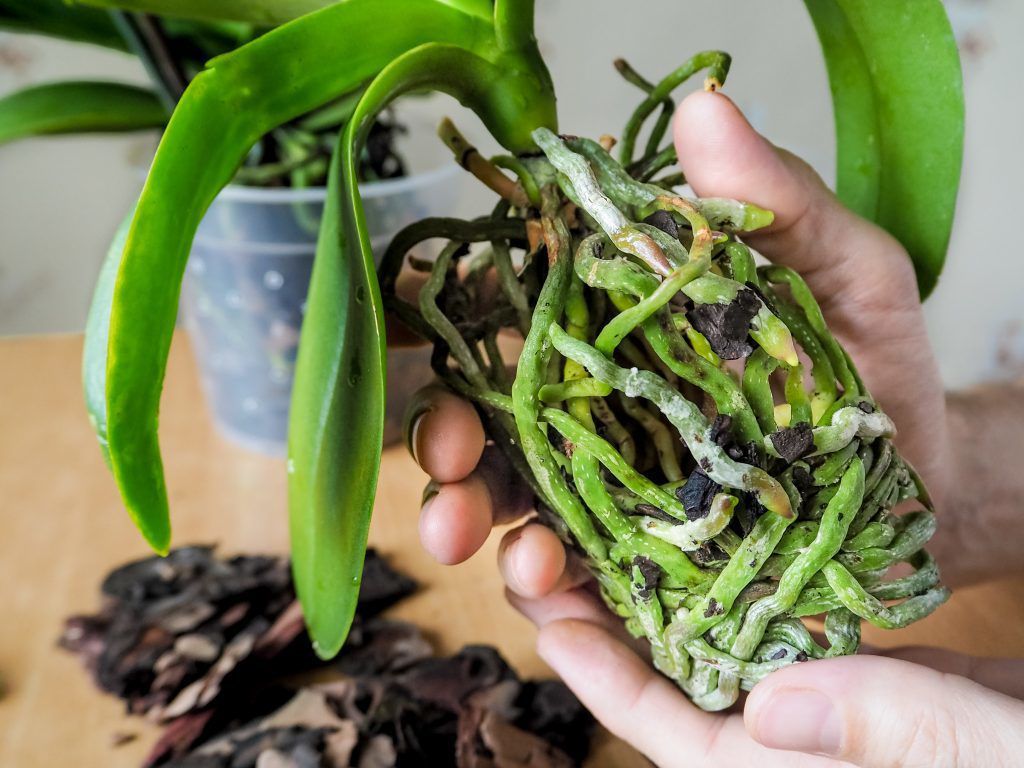 Повітряне коріння орхідеї: причина появи, поширені проблеми та функції