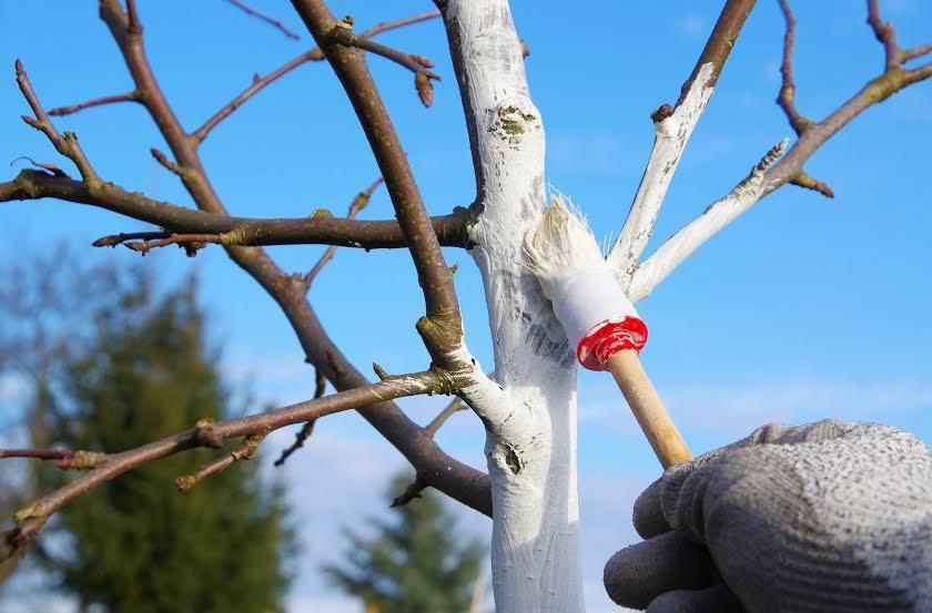Білити чи не білити дерева навесні: корисні поради. Основну користь від побілки дерева отримують у період з кінця зими до початку весни.