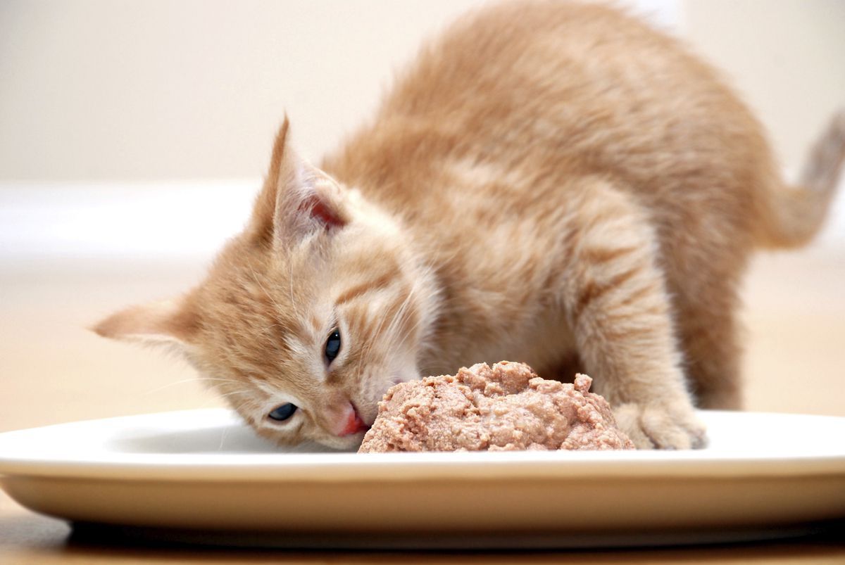 Правила харчування кота, які встановлює саме він. І скільки ми б не старалися, наші домашні улюбленці мають свої умови.
