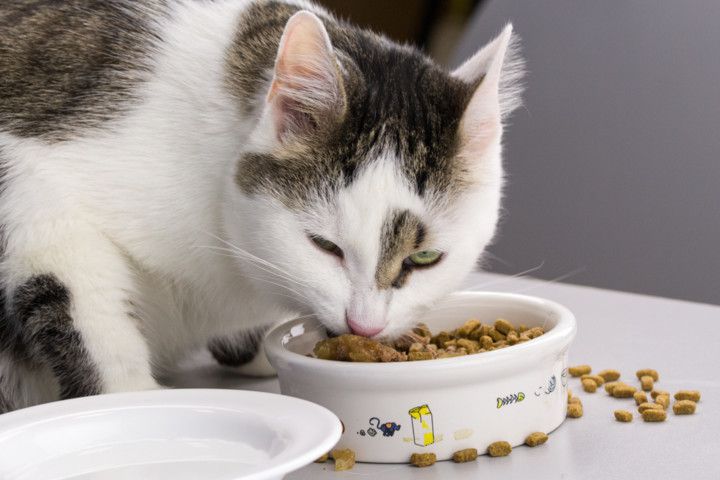 Правила харчування кота, які встановлює саме він. І скільки ми б не старалися, наші домашні улюбленці мають свої умови.