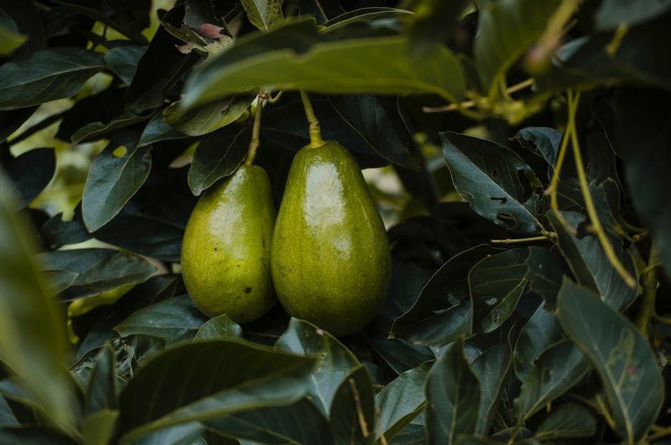 Як росте авокадо: вирощування дерева та догляд. Догляд та умови для ефективного росту дерева.