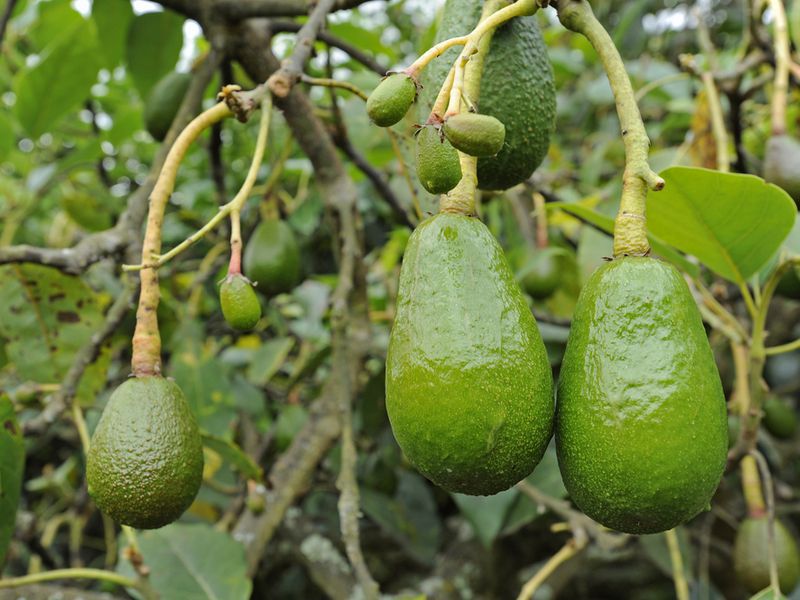 Як росте авокадо: вирощування дерева та догляд. Догляд та умови для ефективного росту дерева.