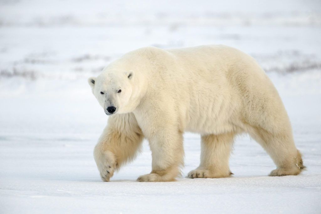На Новій Землі оголосили надзвичайний стан через білих ведмедів. Тварини почали заходити на територію населених пунктів ще в грудні.