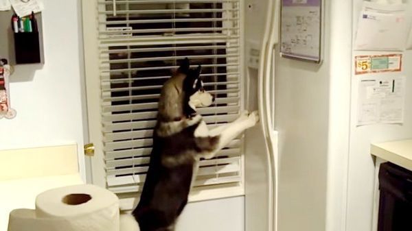 Хаскі розібрався, як поводитися з холодильником. Тепер щеня не залишить його в спокої. Собаки неймовірно розумні тварини.