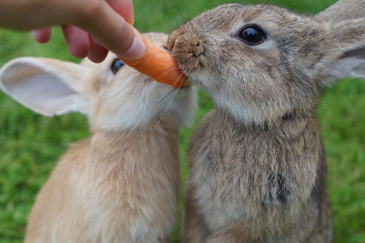 Цікаві факти про кроликів. В даний час існує близько 150 різних порід цих тварин.