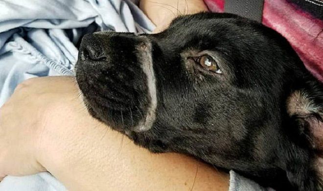 Історія порятунку собаки, яку кинув господар, зав'язавши мордочку стяжкою. Біль і смуток в очах.