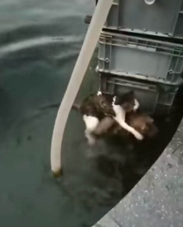 Пес врятував кота у фонтані, поки люді бездіяли. Доброта тварини вразила людей і відео набрало популярності.
