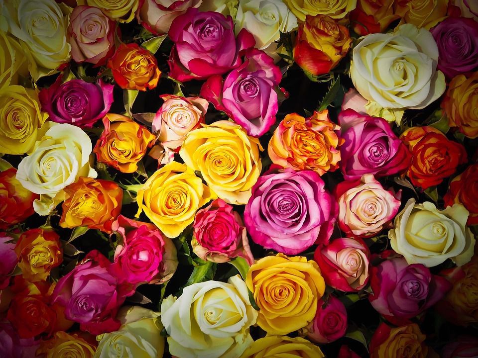 Що означають кольори троянд?. Кожна квітка має своє значення і правильно скомпонований букет здатний відобразити глибоку чуттєву симфонію.