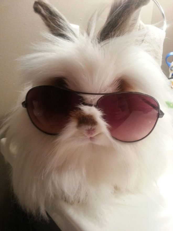Ці кролики довели, що сонцезахисні окуляри пасують їм краще, ніж людям. Найкрутіші модники з усіх, у кого є чотири лапи.