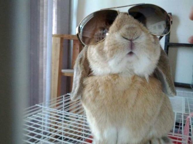 Ці кролики довели, що сонцезахисні окуляри пасують їм краще, ніж людям. Найкрутіші модники з усіх, у кого є чотири лапи.