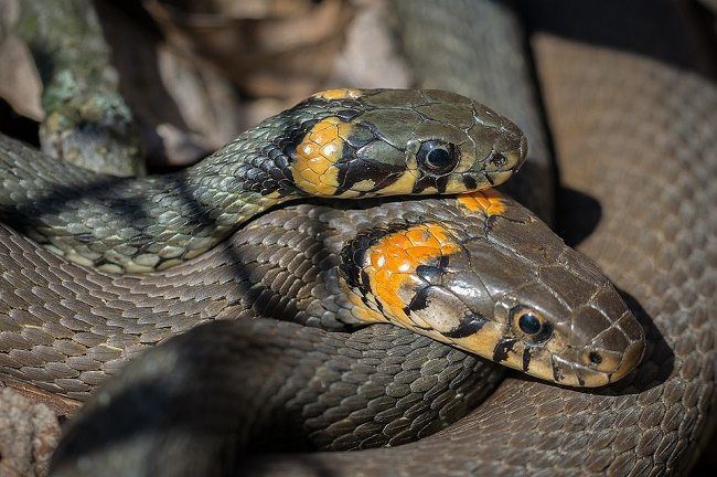 Вчені пояснили, як змії в процесі еволюції втратили кінцівки. Хоча змії і ящірки належать до одного ряду лускатих, вони відрізняються очевидним аспектом: у змій немає кінцівок.