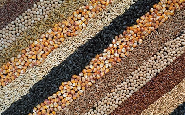 Як правильно вибирати насіння для багатого урожаю. У цій статті ми познайомимо Вас з основними прийомами визначення якості насіннєвого матеріалу, які дозволять збільшити врожайність.