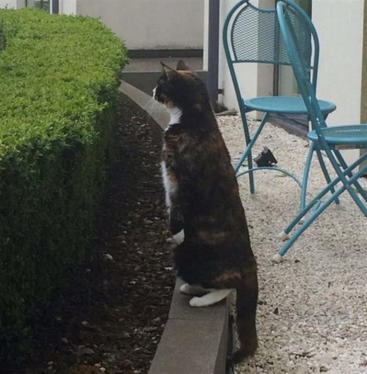 Коти теж можуть закохуватися!. Кожен день котик приходить до будинку сусідів і запрошує кохану на прогулянку.