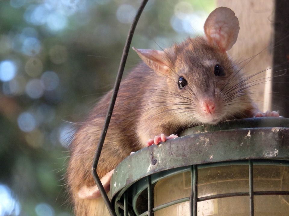 Китайські вчені створили "олюднену" мишу для експериментів. Вчені трансплантували hBMSCs у мишей.