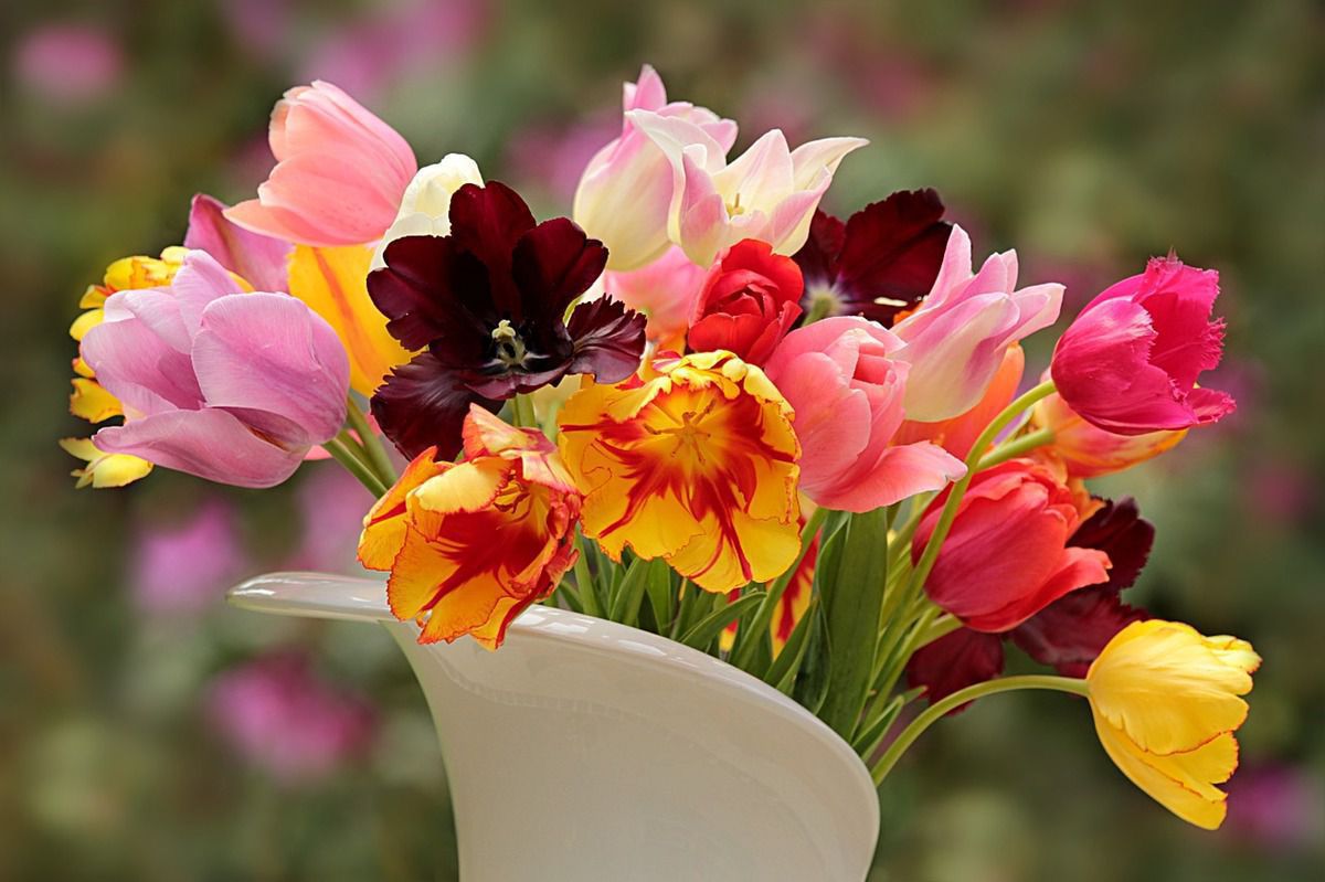 Що таке вигонка тюльпанів в домашніх умовах. Вигонка тюльпанів - заняття копітке, але цікаве. Освоївши його, ви зможете мати квітучі тюльпани ранньою весною.