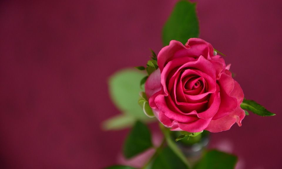 Що означають троянди певних кольорів? Які кольори краще обирати для букета коханій людині, друзям, знайомим?. Якщо ви не впевнені, які троянди варто надіслати особливій людині, ознайомтеся з цими значеннями кольорів троянд для будь-якого букету.