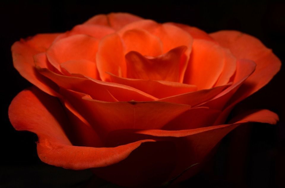 Що означають троянди певних кольорів? Які кольори краще обирати для букета коханій людині, друзям, знайомим?. Якщо ви не впевнені, які троянди варто надіслати особливій людині, ознайомтеся з цими значеннями кольорів троянд для будь-якого букету.