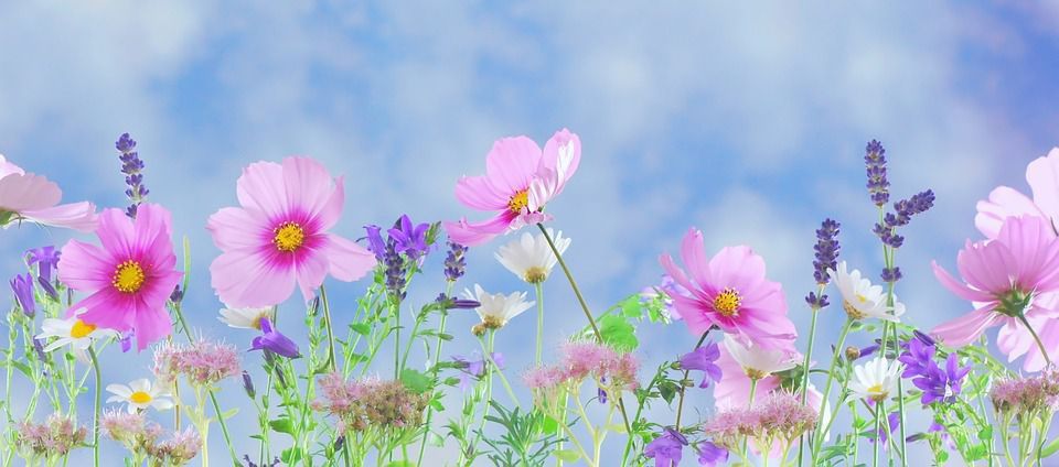 Що Ваші улюблені квіти розповідають про Вашу особистість. Що цікавого можна дізнатись про себе, взявши до уваги свої улюблені квіти і їх колір.