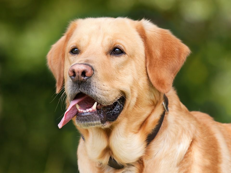 У французькому місті собакам заборонили гавкати. Це рішення стало причиною критики захисників тварин.