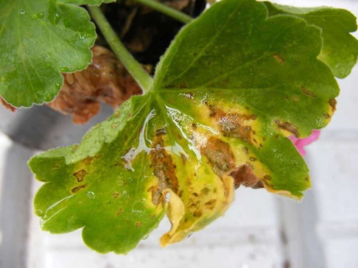 Герань: можливі хвороби і їх лікування. Чому закручуються листя герані? Як боротися з жовтими стеблами? Відповіді ви знайдете в цій статті.