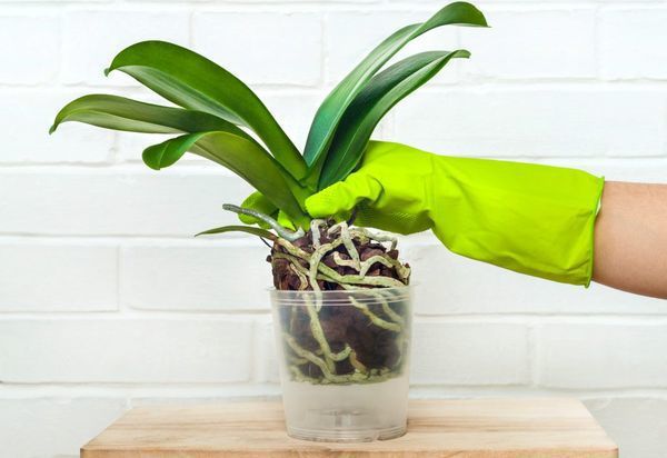 Як реанімувати кімнатну орхідею: ефективні методи. Порятунок екзотичної квітки при хворобах і шкідливих комахах.