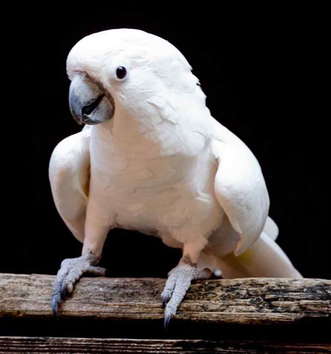 Папуга, який вирішив бути схожим на кота. Какаду – це чарівна, неймовірно красива і розумна пташка.