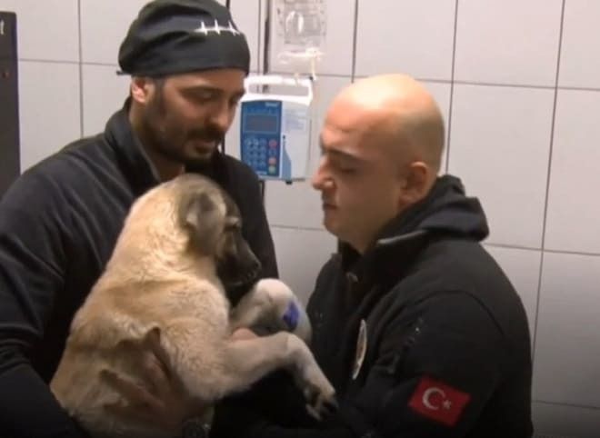 Собака замерзала в холодній воді, не чекаючи спасіння. Історія порятунку з чудовим кінцем. Ця історія сталася в Туреччині.