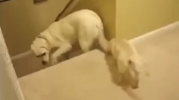 Собака вчить цуценя спускатися по сходинках. А тепер дивіться, які методи у кішки.