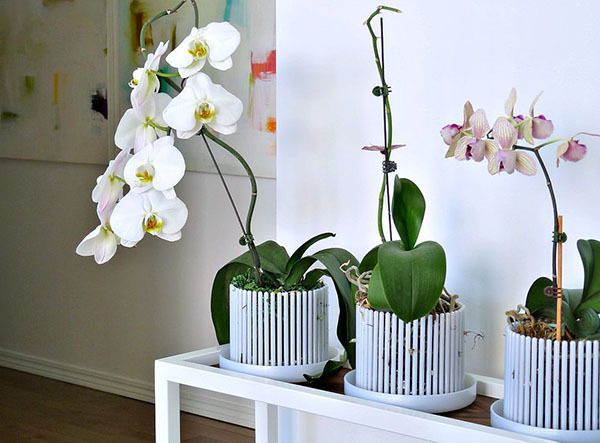 Правила вибору квіткового горщика для орхідеї. Горщики та кашпо для кімнатних орхідей: пластикові, глиняні, керамічні, скляні, плетені, з підручних матеріалів.