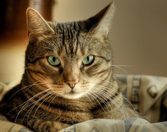Цікаві факти про кішок, яких ви не знали. Кішки чітко бачать при слабкому освітленні, але от в абсолютній темряві вони не бачать, тому ця інформація - міф!