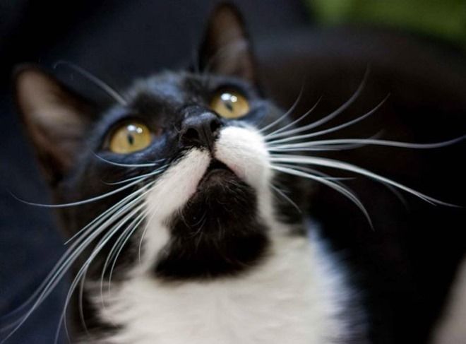 Цікаві факти про кішок, яких ви не знали. Кішки чітко бачать при слабкому освітленні, але от в абсолютній темряві вони не бачать, тому ця інформація - міф!