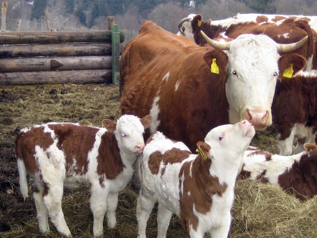 У Великобританії створили додаток для знайомств корів. Британський сільськогосподарський стартап Hectare Agritech створив аналог популярного додатка для знайомств Tinder.