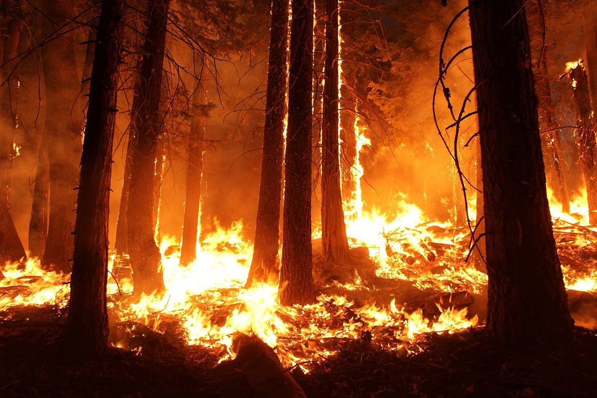 Пожежа в Чорнобильській зоні - вогонь поширився на 5 гектарів. У Чорнобильській зоні відчуження виникла масштабна пожежа.